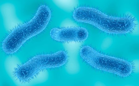 What is shigellosis? Stomach bug spreads during sex and is growing more resistant