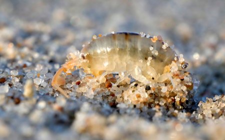 Not Wind, Not Waves: These Unlikely Local Residents Are Reshaping California's Coasts