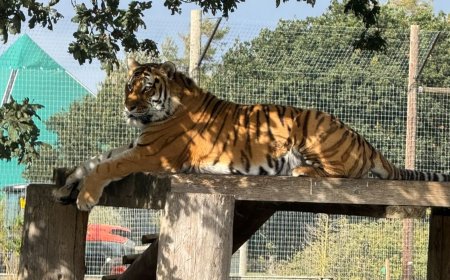 Man fatally attacked by tiger at UK wildlife park told animal to 'stop being naughty'