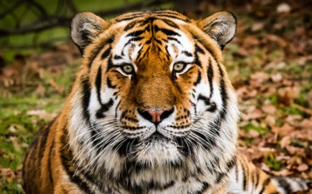 Man fatally attacked by tiger at UK wildlife park was visiting alone, police say