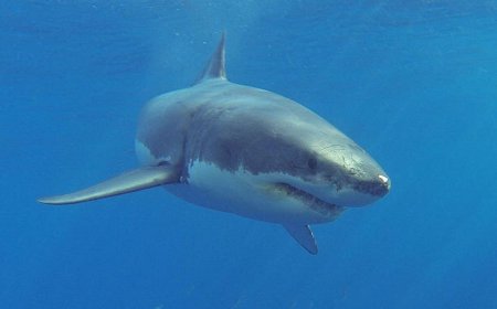 Shark attack survivor says as he was trying to poke its eye, the shark winked at him, then bit his leg off