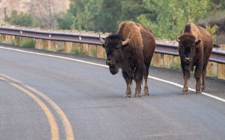 Massive bison rams pickup truck in Yellowstone after driver tries to avoid collision
