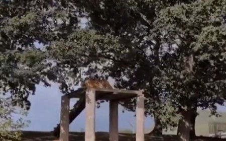 <a href='https://news.sky.com/video/video-shows-moments-before-man-was-mauled-to-death-by-tiger-13598951'>Video shows moments before man was mauled to death by tiger</a>