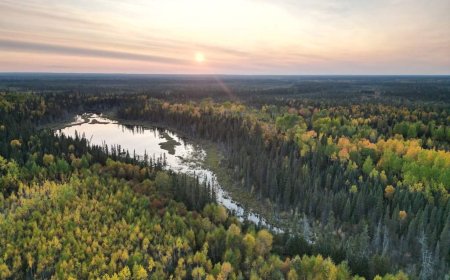 Swath of Ontario boreal forest larger than Toronto to be protected from development