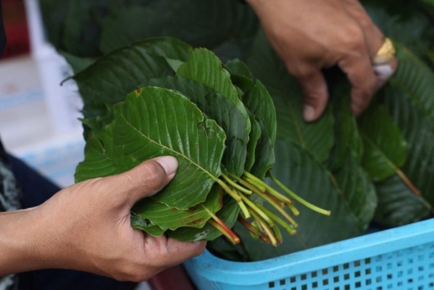 'Cat's Claw' kratom product being sold puts Tennessee officials on high alert