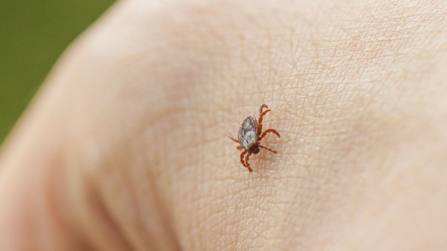 Ticks carrying life-threatening virus living longer in UK, expert warns