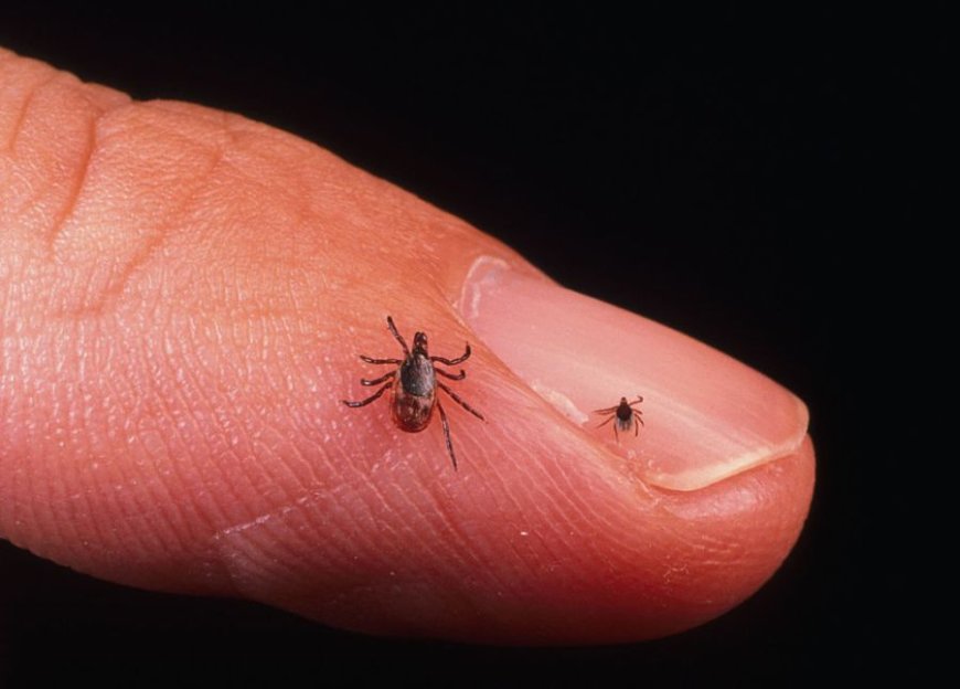 Cold War-era bioweapons could be linked to Lyme disease: Author