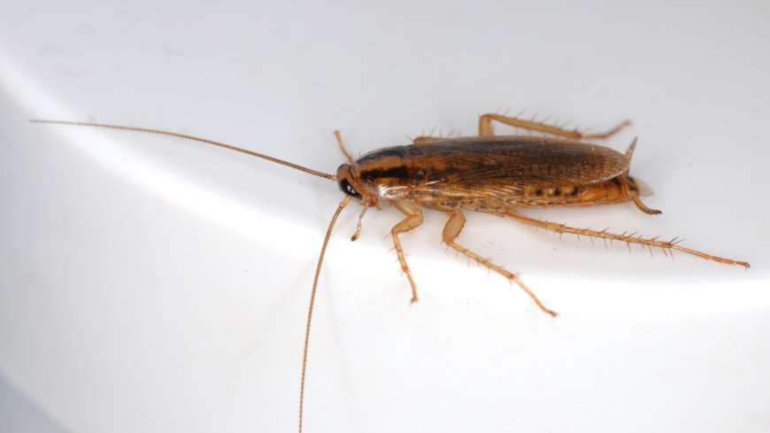 From Pest To Essential Service: How Cyborg Bugs Could Become First Responders