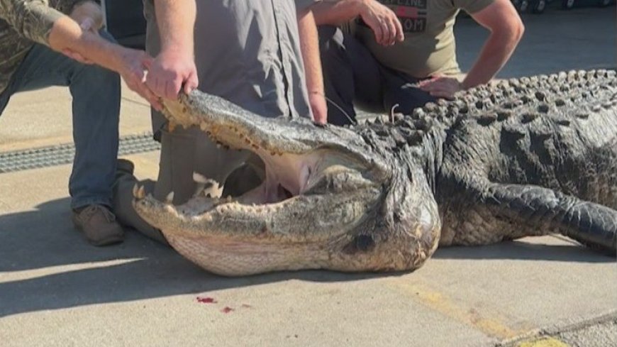 'Dinosaur': Nearly half-ton, 14-foot reptile captured after four-year chase