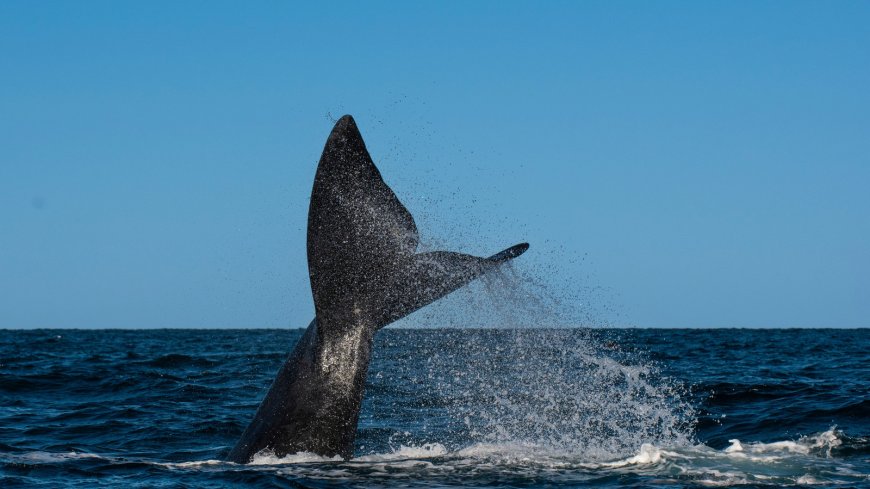 Wind Farm Pile Driving Noise Puts Earth's Rarest Whales At Risk – This Could Be The Fix
