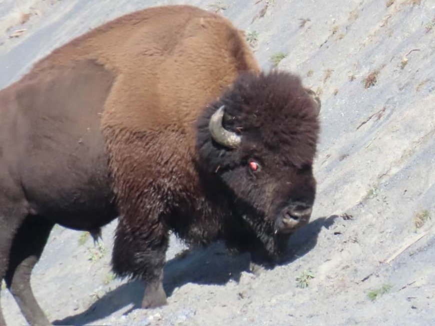 Yellowstone officials respond to viral video of 'Spinny' the bison