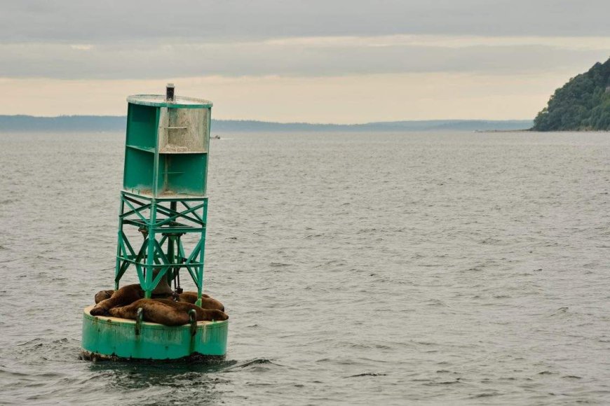 Canadian buoy found on shore of Irish island after journey across Atlantic