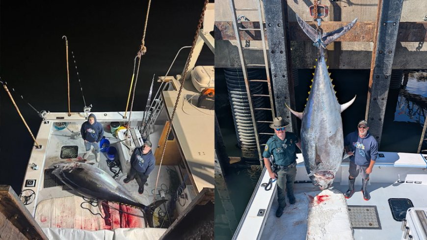 New Hampshire fishermen smash state record by snagging insane 1,116-pound bluefin tuna