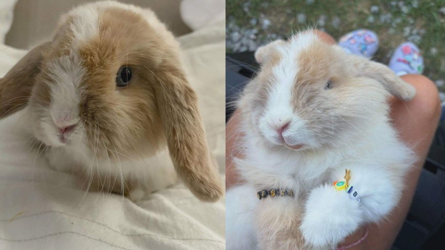 ‘Deeply grateful’: Biscuit the bunny returns home after cash reward posted