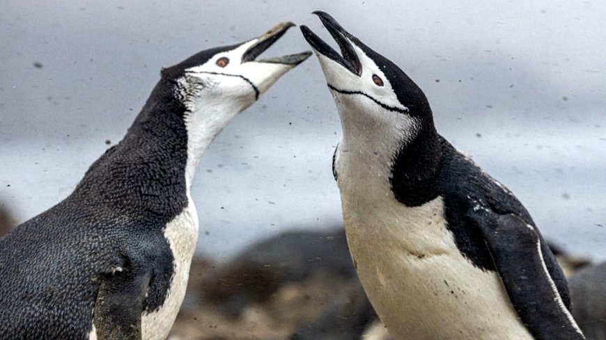 World's largest penguin colony shrinks two-thirds in just 14 years