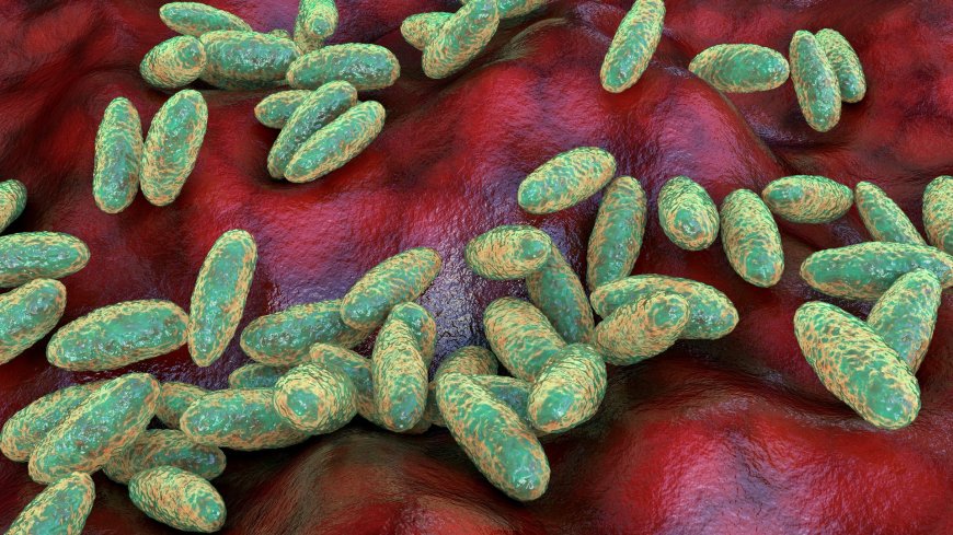 Russia denies second case of 'plague' as WHO seeks to verify
