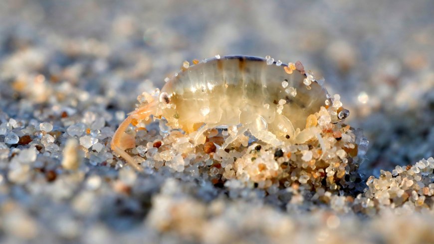 Not Wind, Not Waves: These Unlikely Local Residents Are Reshaping California's Coasts