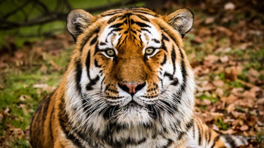 Man fatally attacked by tiger at UK wildlife park was visiting alone, police say