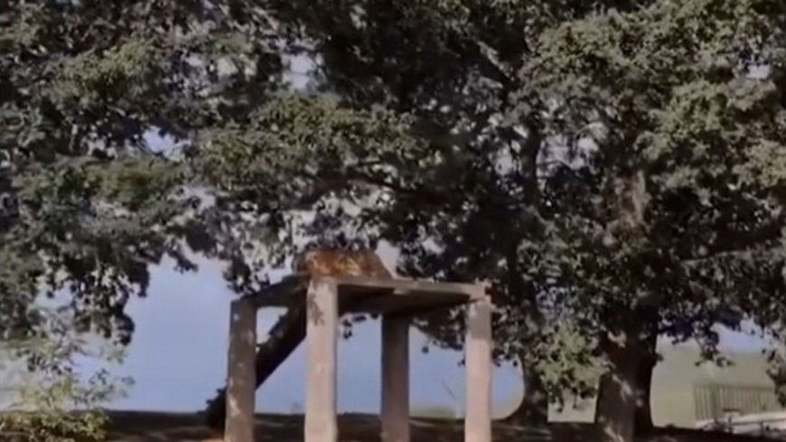 <a href='https://news.sky.com/video/video-shows-moments-before-man-was-mauled-to-death-by-tiger-13598951'>Video shows moments before man was mauled to death by tiger</a>