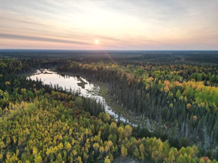 Swath of Ontario boreal forest larger than Toronto to be protected from development